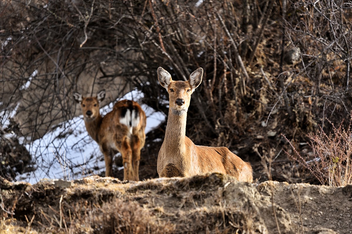 Sika Deer in Tiebu Nature Reserve | Photo by Liu Bin